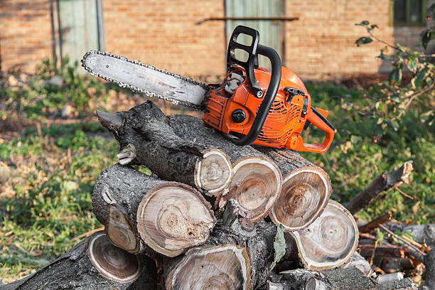 Reliable North Augusta, SC Tree Service Solutions